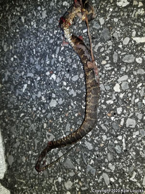 Florida Watersnake (Nerodia fasciata pictiventris)