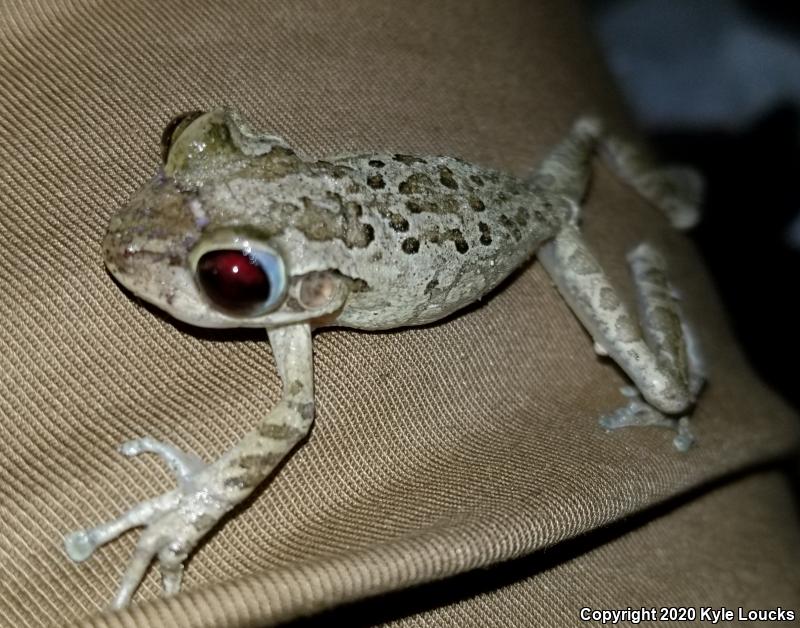 Cuban Treefrog (Osteopilus septentrionalis)