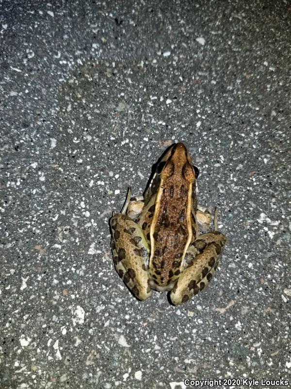 Florida Leopard Frog (Lithobates sphenocephalus sphenocephalus)