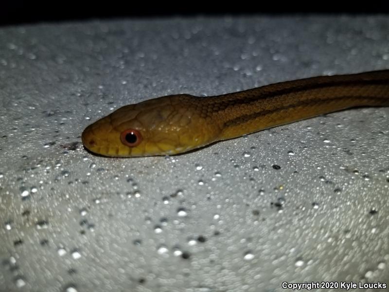 Yellow Ratsnake (Pantherophis obsoletus quadrivittatus)