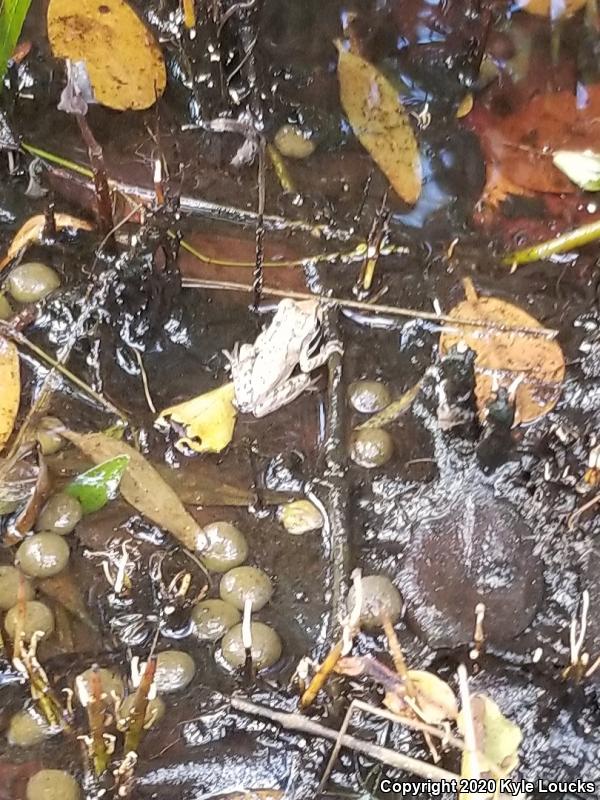 Cuban Treefrog (Osteopilus septentrionalis)