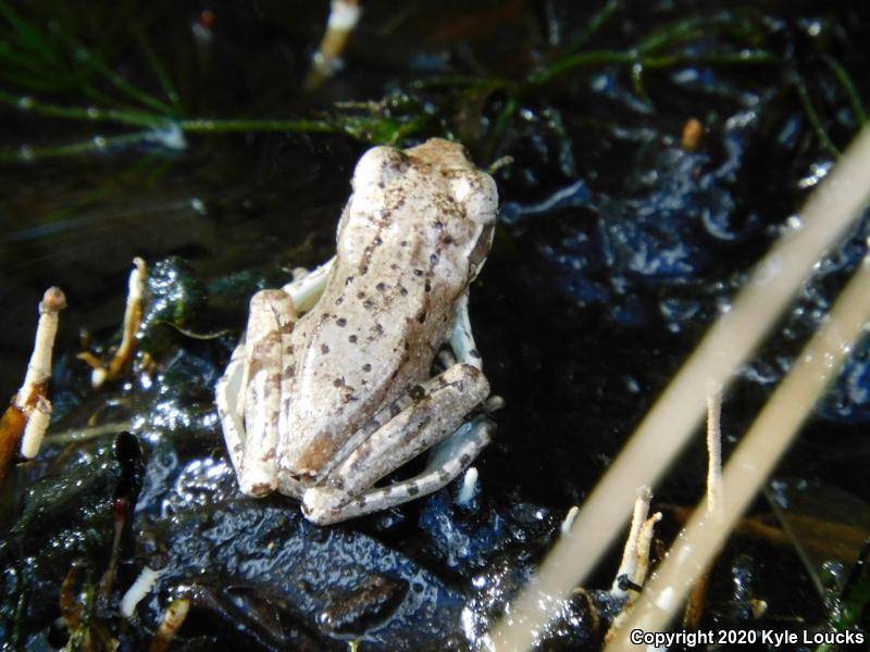 Cuban Treefrog (Osteopilus septentrionalis)