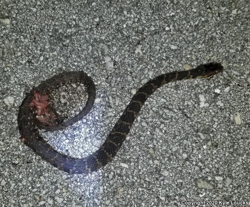 Florida Watersnake (Nerodia fasciata pictiventris)