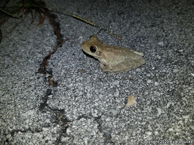 Cuban Treefrog (Osteopilus septentrionalis)