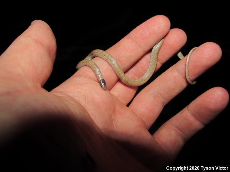 Smith's Black-headed Snake (Tantilla hobartsmithi)