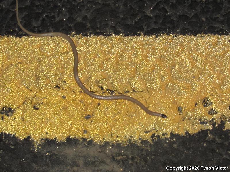 Smith's Black-headed Snake (Tantilla hobartsmithi)