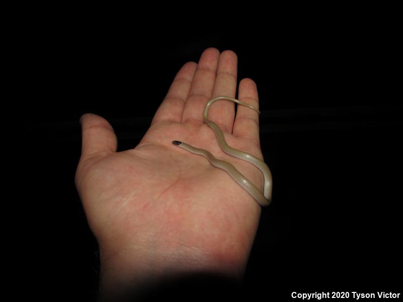 Smith's Black-headed Snake (Tantilla hobartsmithi)