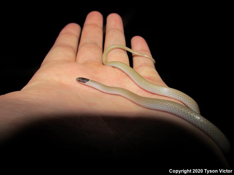 Smith's Black-headed Snake (Tantilla hobartsmithi)