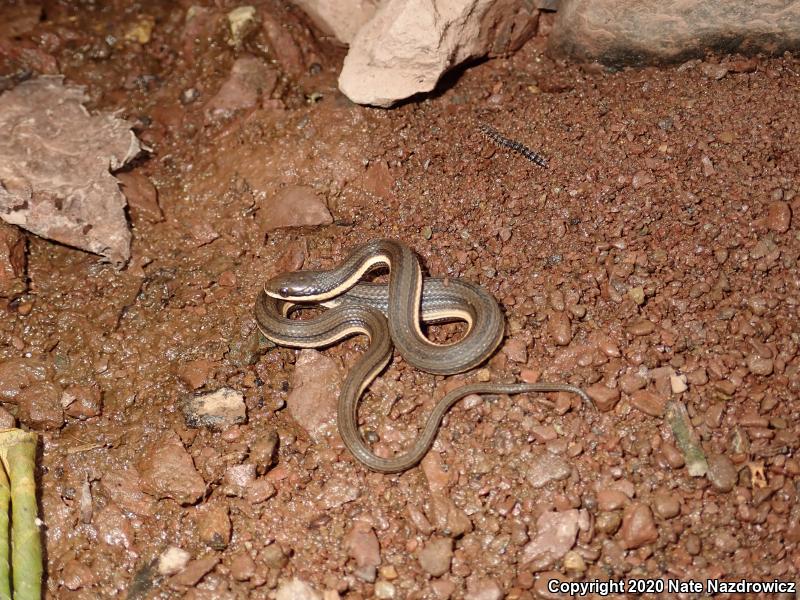 Queensnake (Regina septemvittata)