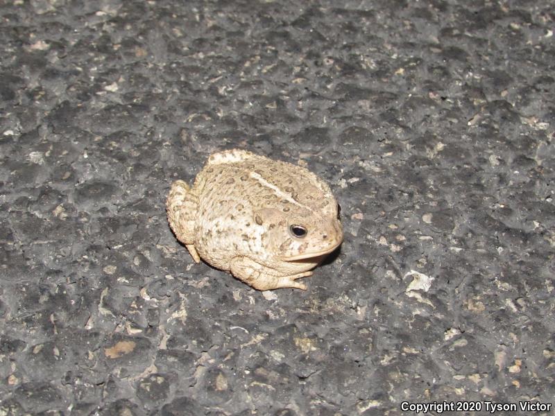 Woodhouse's Toad (Anaxyrus woodhousii woodhousii)