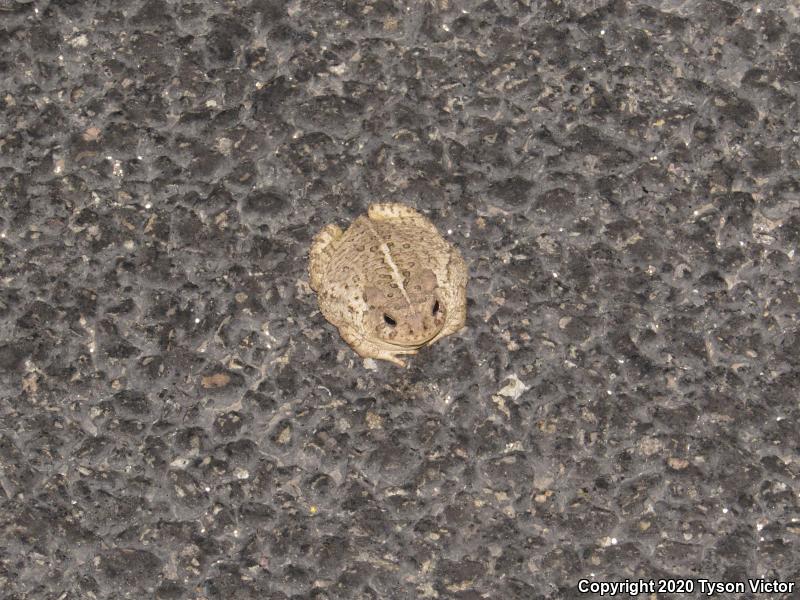 Woodhouse's Toad (Anaxyrus woodhousii woodhousii)