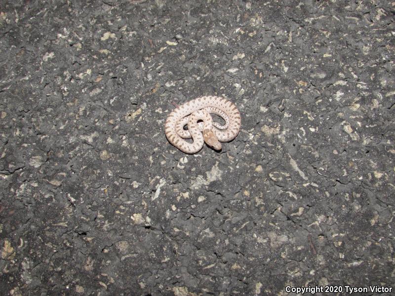 Mesa Verde Nightsnake (Hypsiglena chlorophaea loreala)