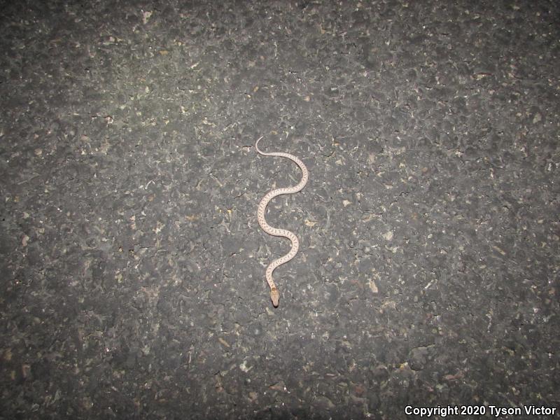 Mesa Verde Nightsnake (Hypsiglena chlorophaea loreala)