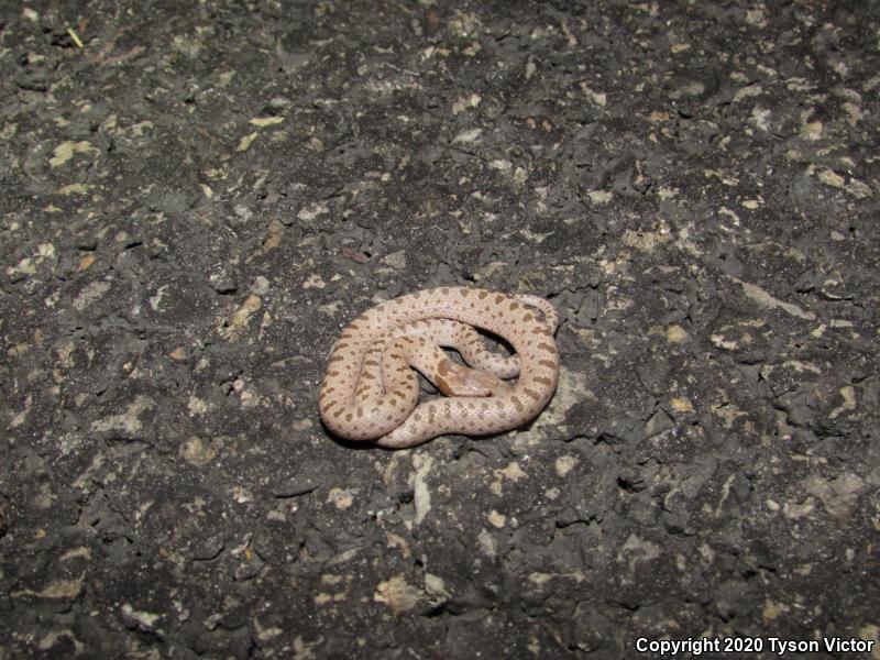 Mesa Verde Nightsnake (Hypsiglena chlorophaea loreala)