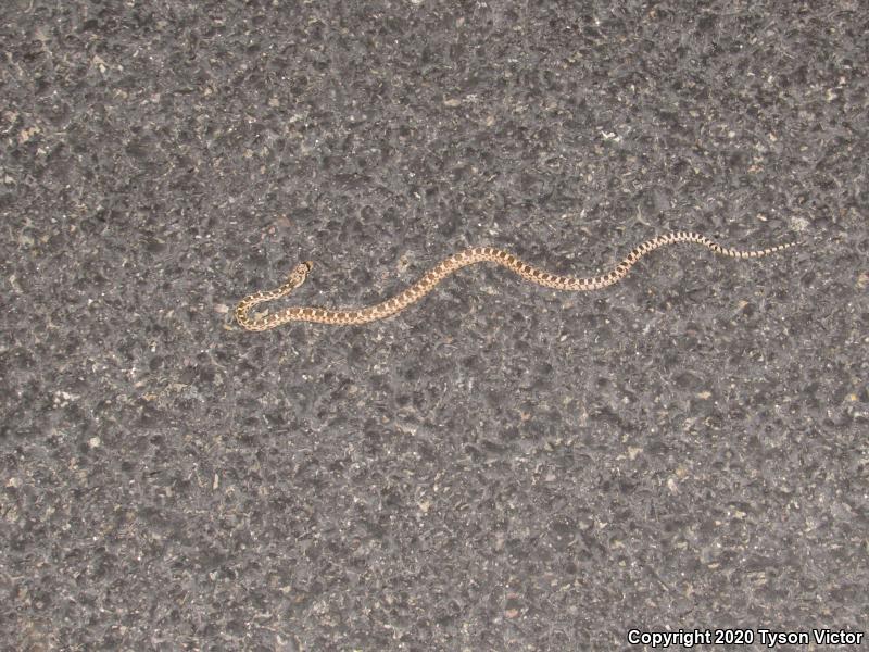 Great Basin Gopher Snake (Pituophis catenifer deserticola)