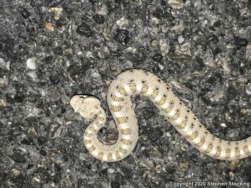 Mojave Desert Sidewinder (Crotalus cerastes cerastes)