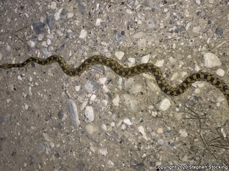 Great Basin Gopher Snake (Pituophis catenifer deserticola)