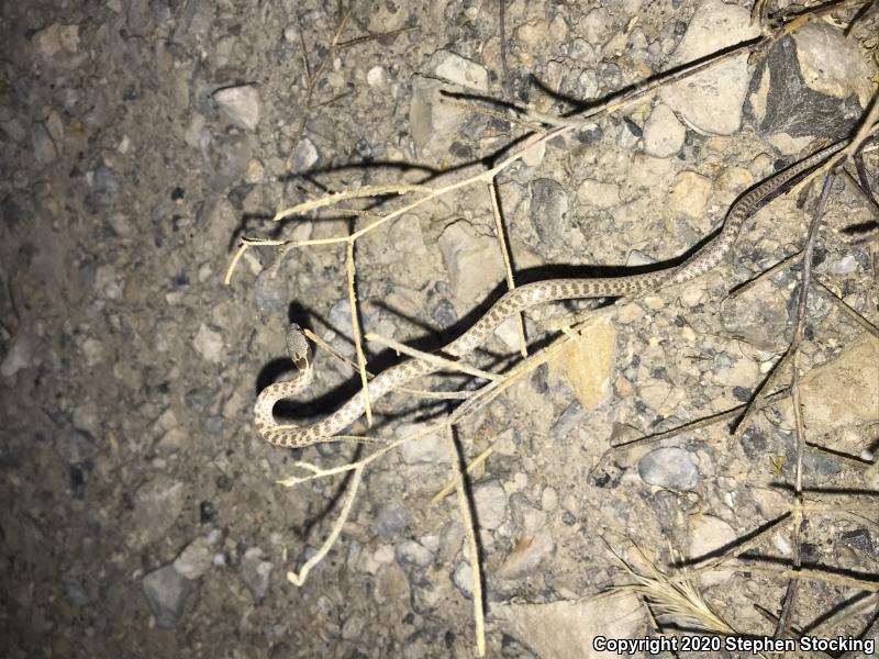 Desert Nightsnake (Hypsiglena chlorophaea deserticola)