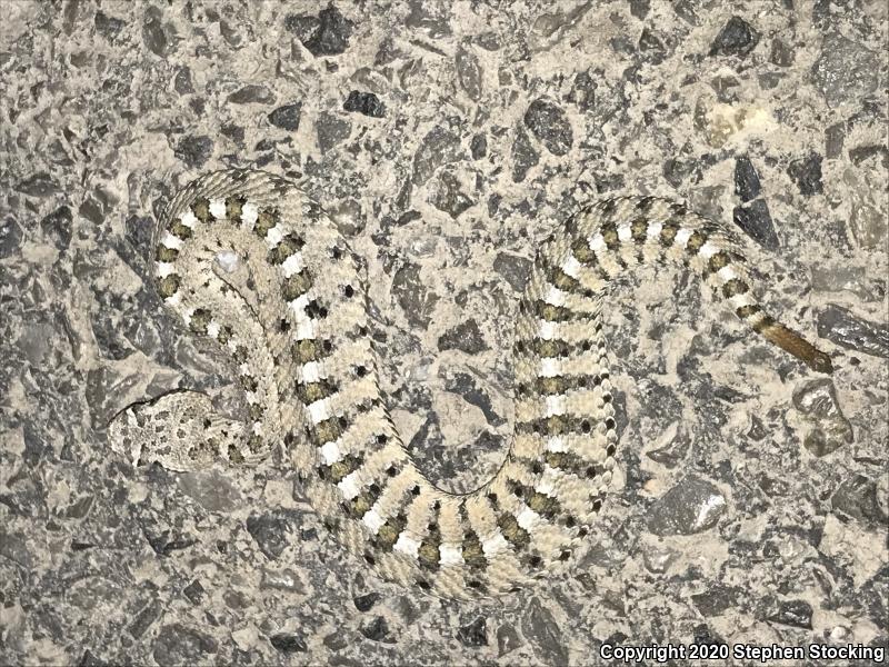 Mojave Desert Sidewinder (Crotalus cerastes cerastes)