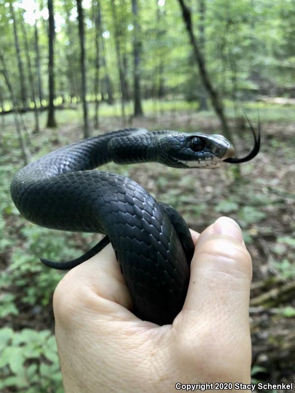 North American Racer (Coluber constrictor)