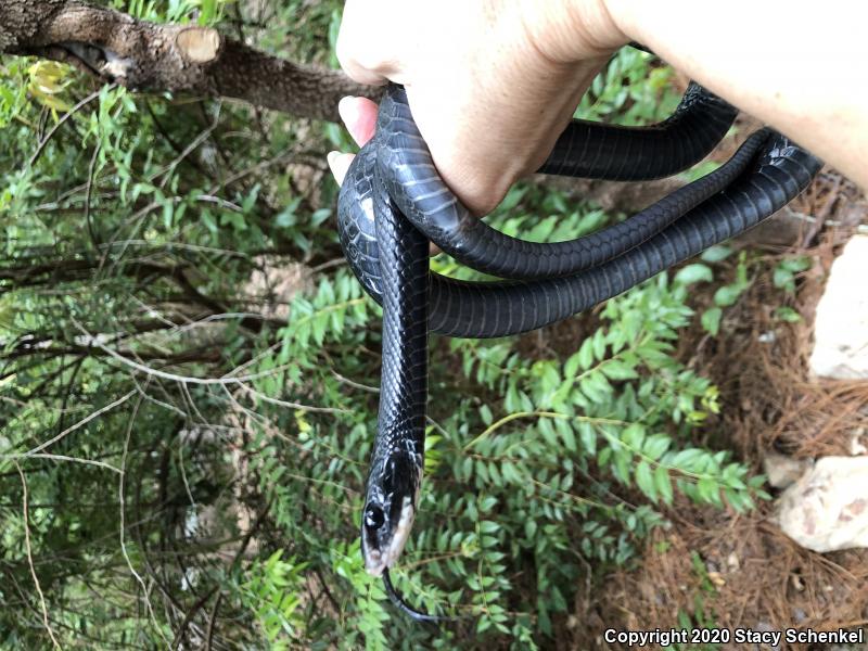 North American Racer (Coluber constrictor)