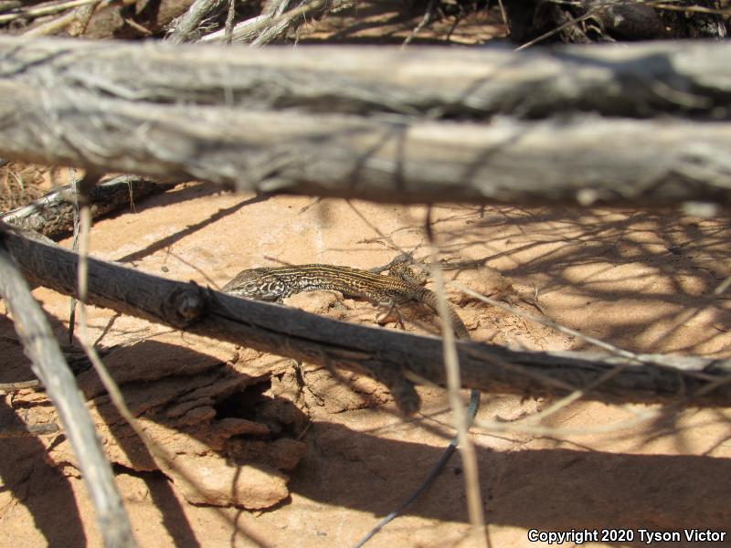 Northern Whiptail (Aspidoscelis tigris septentrionalis)