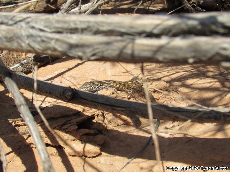 Northern Whiptail (Aspidoscelis tigris septentrionalis)