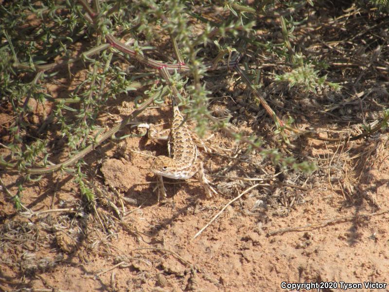 Striped Earless Lizard (Holbrookia maculata flavilenta)