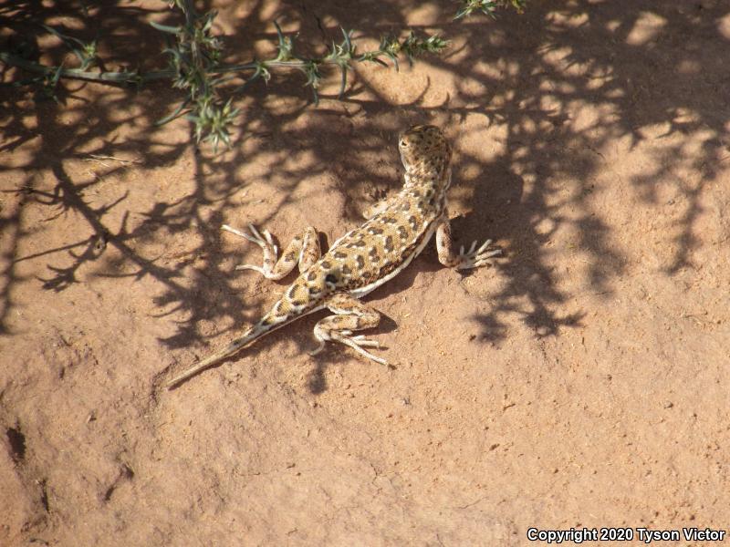 Striped Earless Lizard (Holbrookia maculata flavilenta)