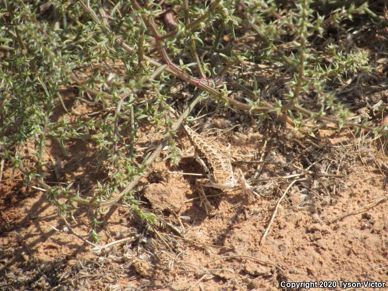 Striped Earless Lizard (Holbrookia maculata flavilenta)