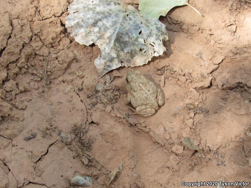 Woodhouse's Toad (Anaxyrus woodhousii woodhousii)