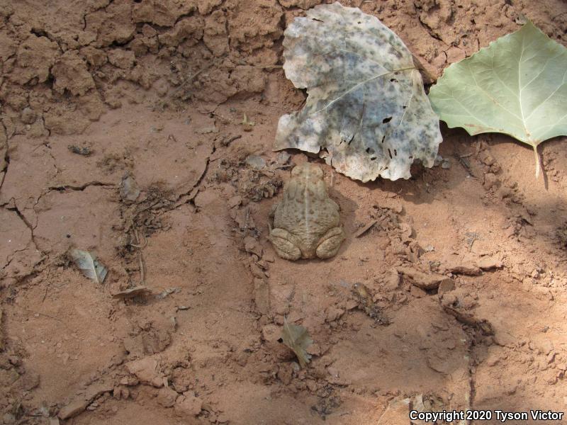 Woodhouse's Toad (Anaxyrus woodhousii woodhousii)