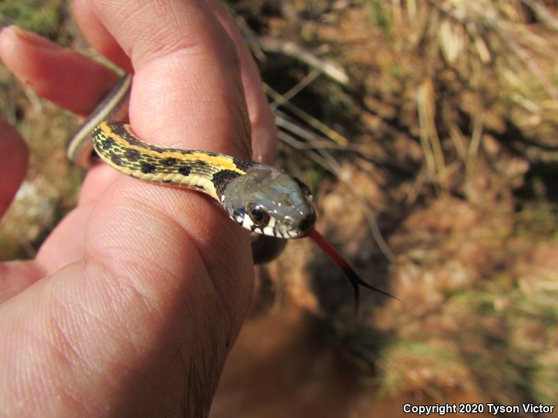 Western Black-necked Gartersnake (Thamnophis cyrtopsis cyrtopsis)