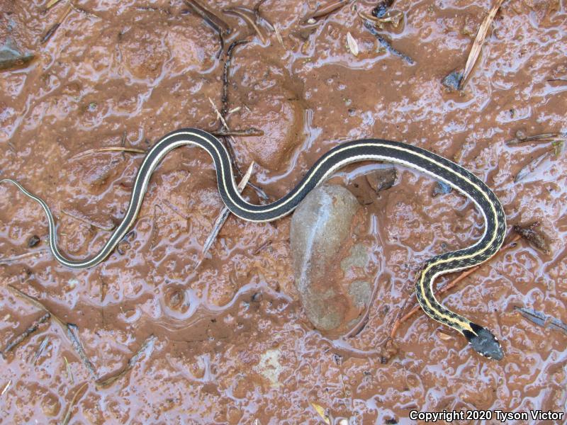 Western Black-necked Gartersnake (Thamnophis cyrtopsis cyrtopsis)