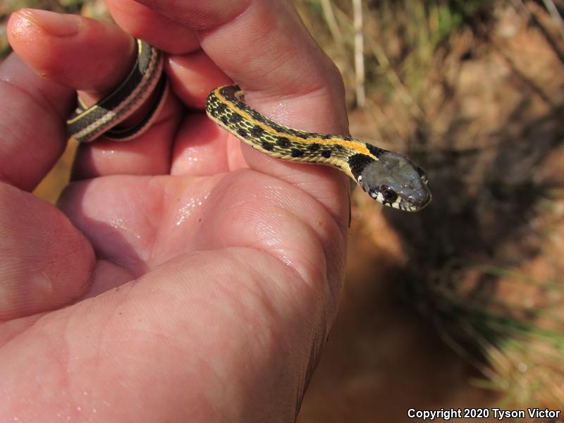 Western Black-necked Gartersnake (Thamnophis cyrtopsis cyrtopsis)