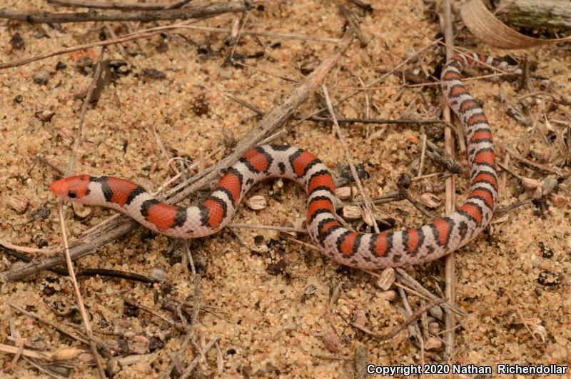 Northern  Scarletsnake (Cemophora coccinea copei)