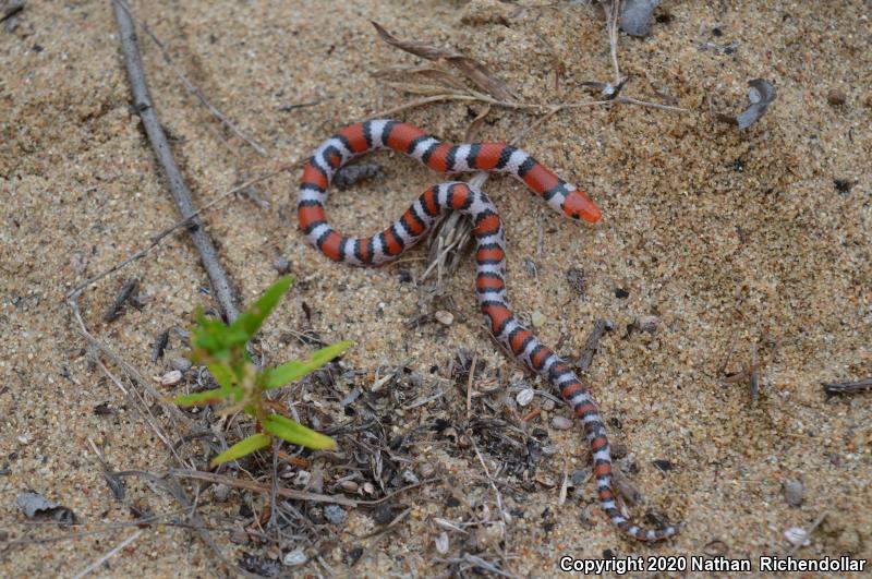 Northern  Scarletsnake (Cemophora coccinea copei)