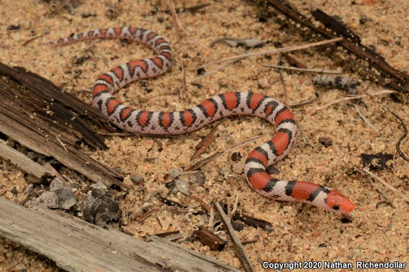 Northern  Scarletsnake (Cemophora coccinea copei)