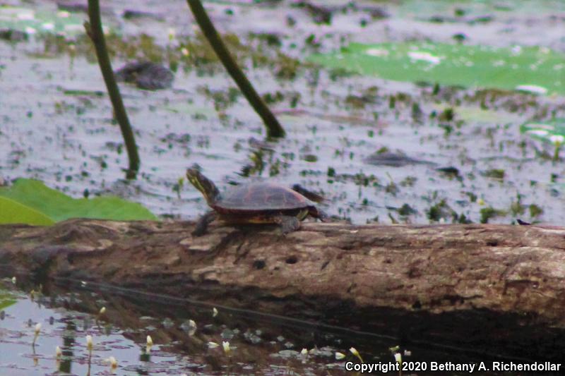 Southern Painted Turtle (Chrysemys dorsalis)