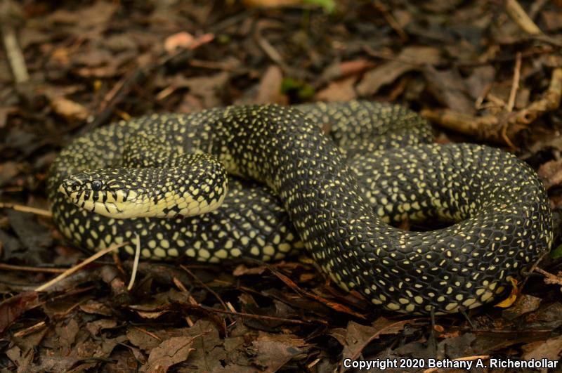 Speckled Kingsnake (Lampropeltis getula holbrooki)