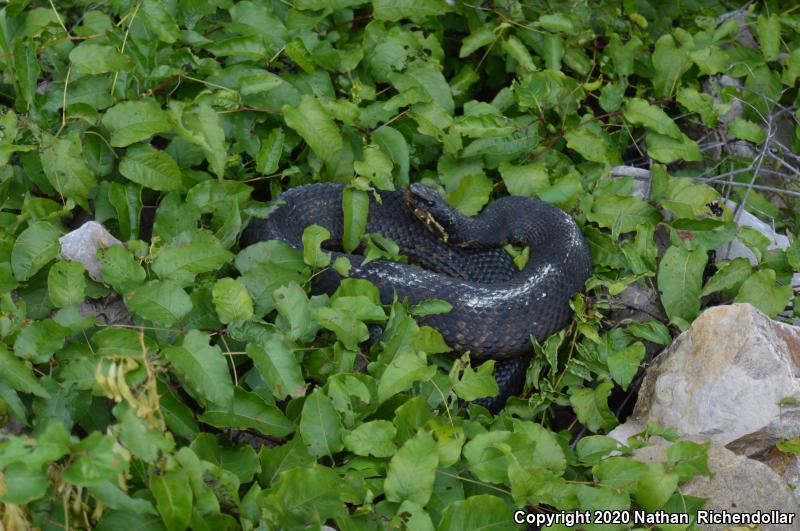 Western Cottonmouth (Agkistrodon piscivorus leucostoma)