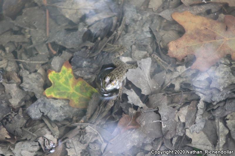 Bronze Frog (Lithobates clamitans clamitans)