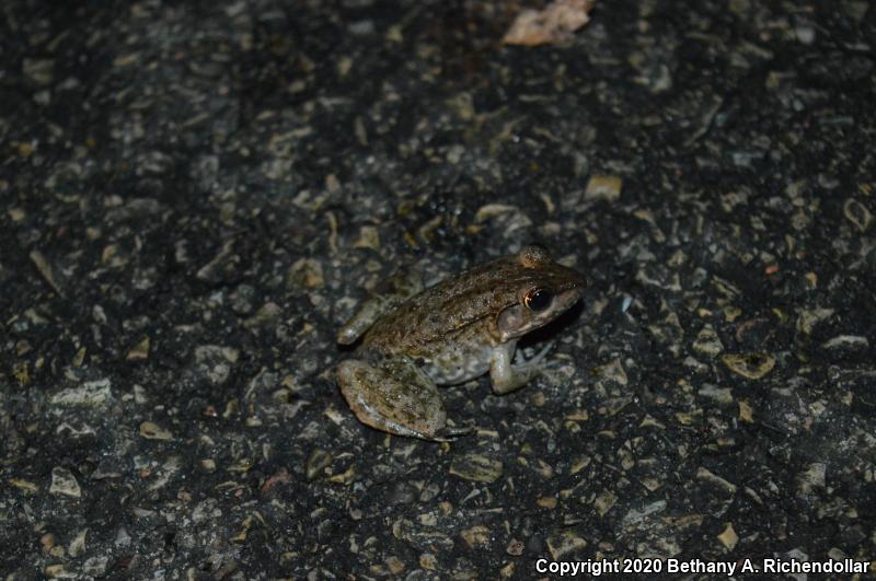 Bronze Frog (Lithobates clamitans clamitans)