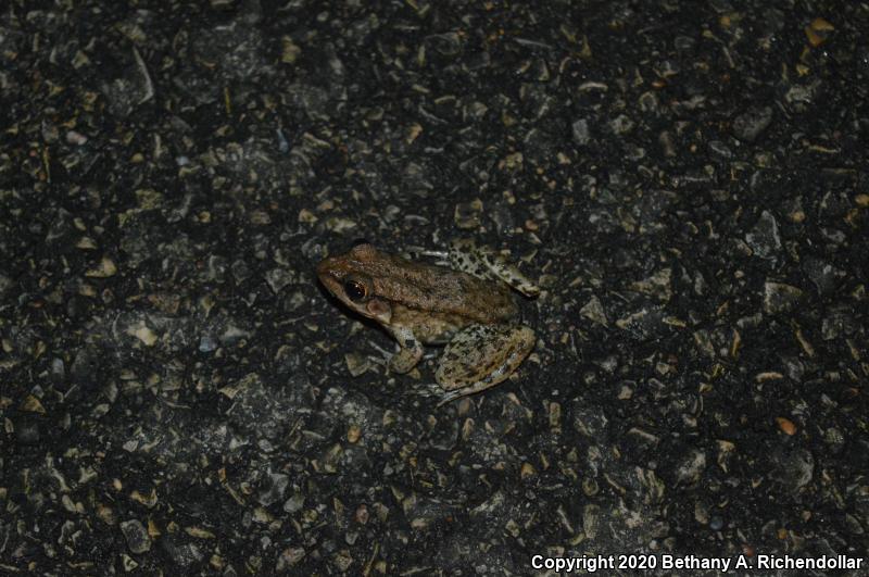 Bronze Frog (Lithobates clamitans clamitans)