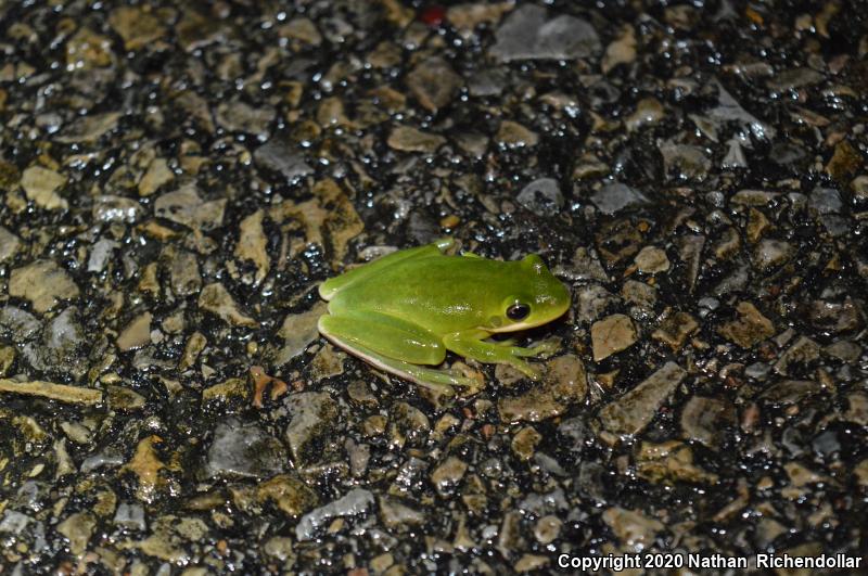 Green Treefrog (Hyla cinerea)