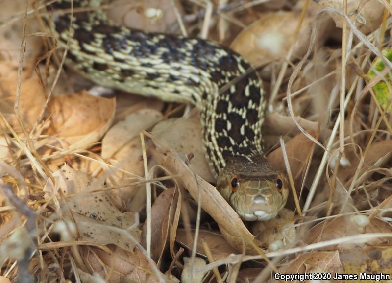 Pacific Gopher Snake (Pituophis catenifer catenifer)