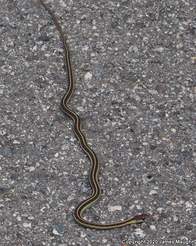 California Red-sided Gartersnake (Thamnophis sirtalis infernalis)