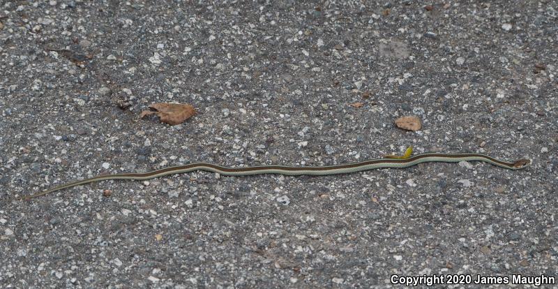 California Red-sided Gartersnake (Thamnophis sirtalis infernalis)