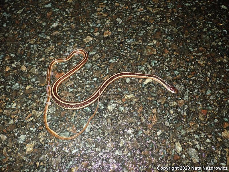 Eastern Ribbonsnake (Thamnophis sauritus sauritus)