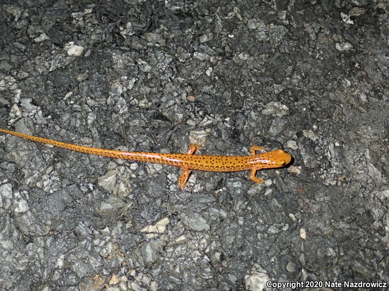 Long-tailed Salamander (Eurycea longicauda longicauda)